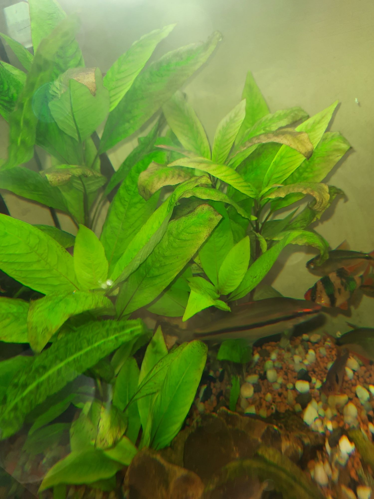 Hygrophila Corymbosa, nadwódka szerokolistna