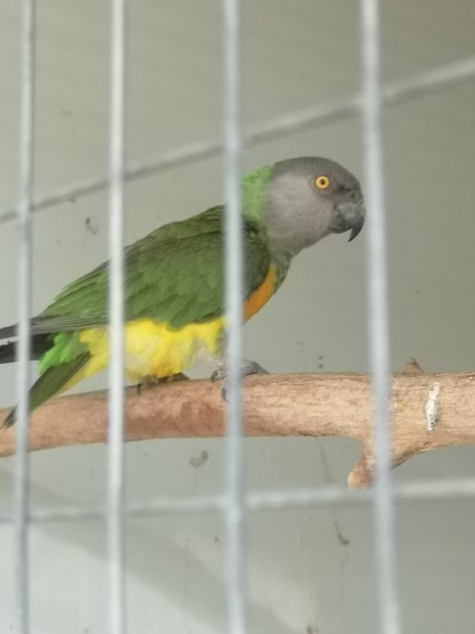 Fêmea papagaio Senegal 2022