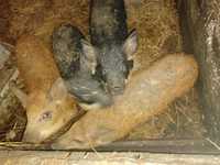 Mangalica prosięta