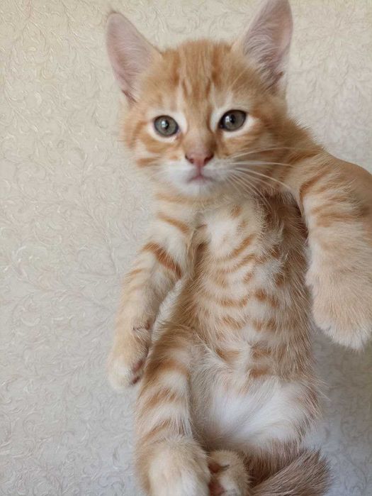 Кошеня руде табі, котенок, кот, кошечка, рыжий, веслоухий, котик
