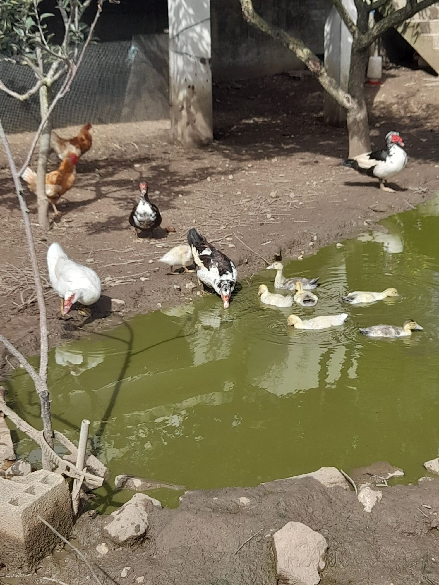 Patinhos para venda 3€ cada