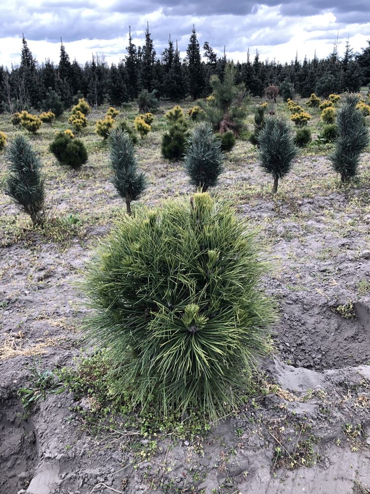 Sosna Fastigiata Green Rocket Spilberg