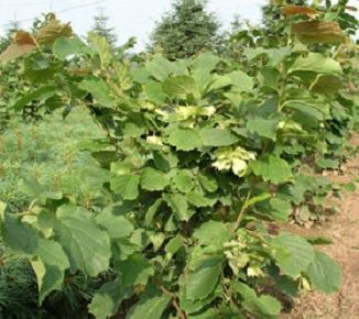 Фундук инжир крыжовник  шелковица ежевики