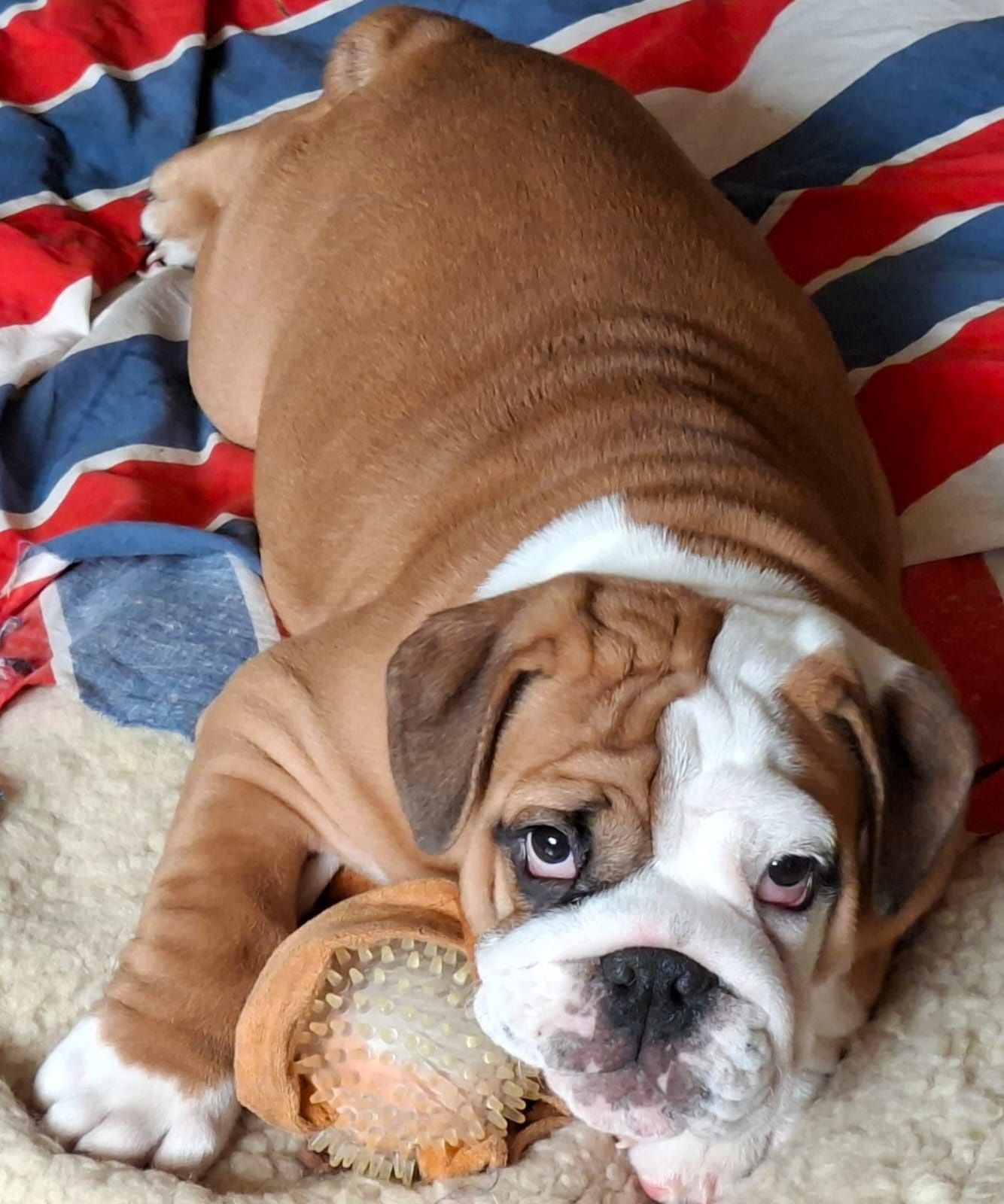 Buldog angielski piękny piesek FCI