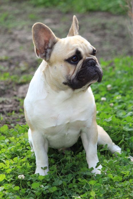 Французский бульдог  мальчик КСУ питомник