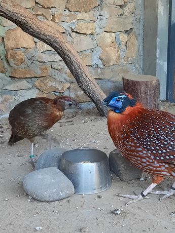 Tragopan tyminek  modrolicy