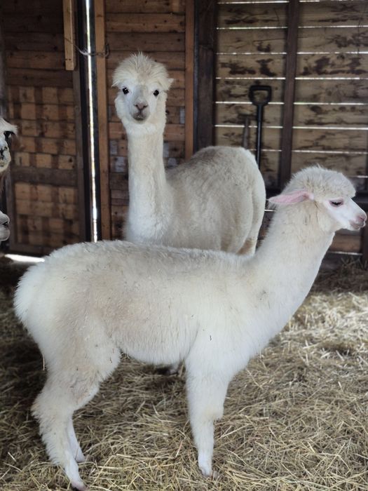 Sprzedam trzyletnią samicę w ciąży oraz jej 6 miesięczną córkę