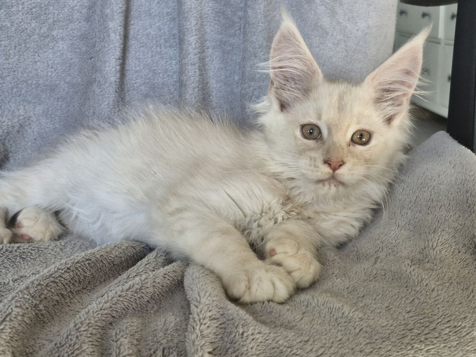 Kremowy srebrzysty kocurek  Maine Coon