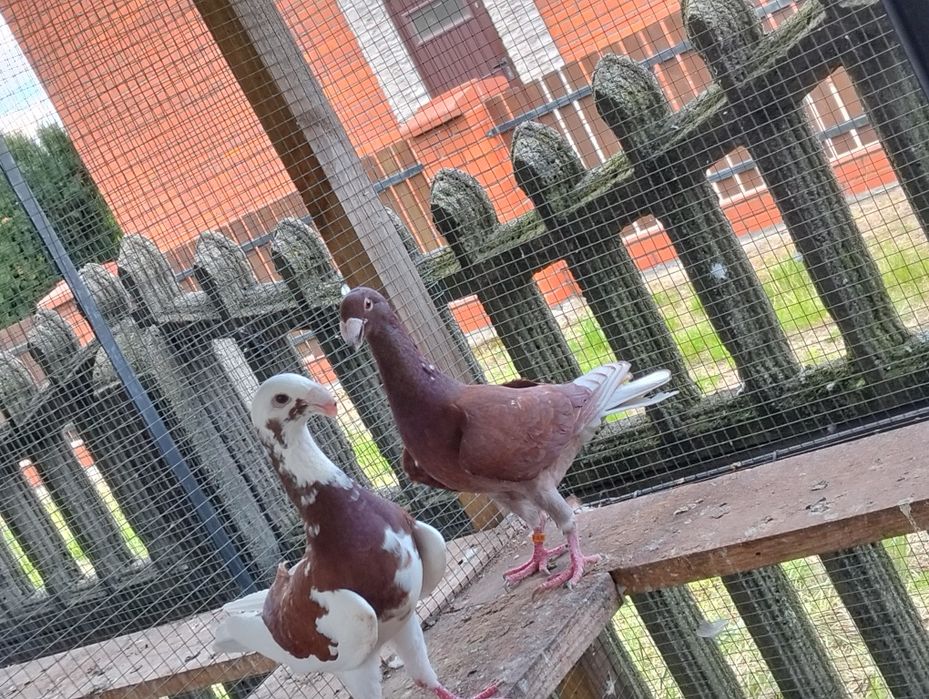 Niemieckie wystawowe para i młody cena za całość