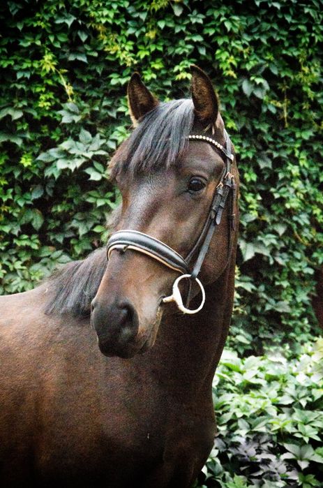 Super wałach, świetny ruch i charakter