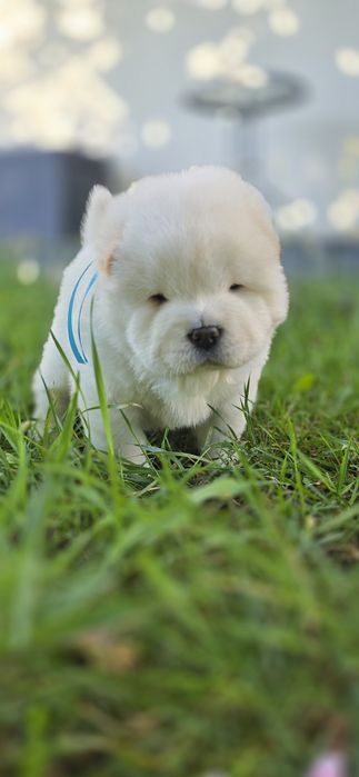 Chow chow szczeniak