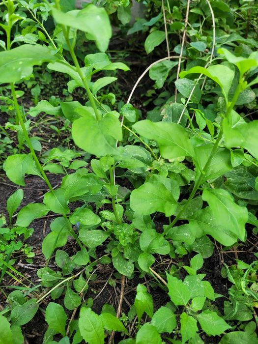 Саджанці ягоди Годжі 2 роки