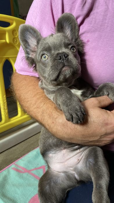 Французский бульдог