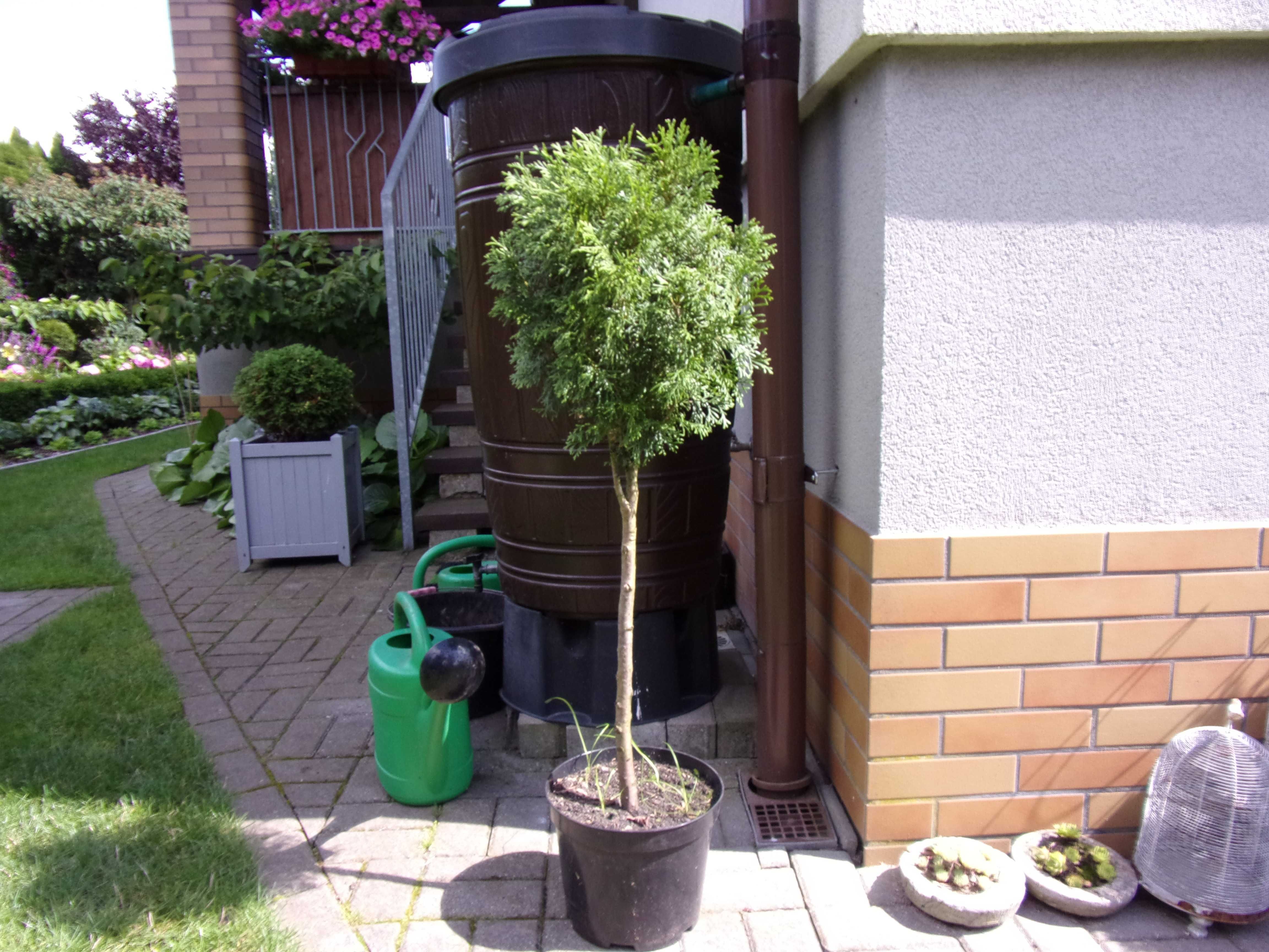 tuja na nodze na pniu kula wys 94cm gratis odbiór w Olsztynie