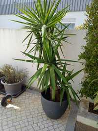 Planta yucca com vasos