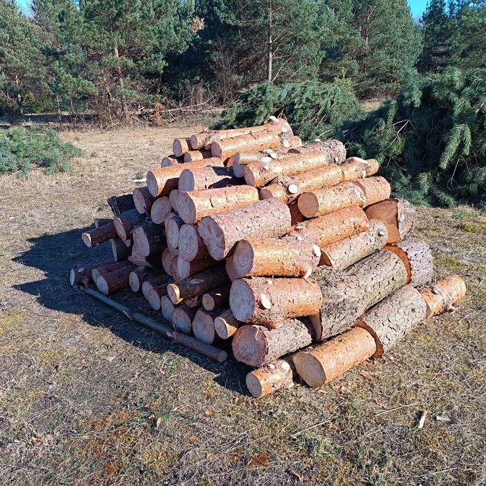 Drzewo na opał Sosna