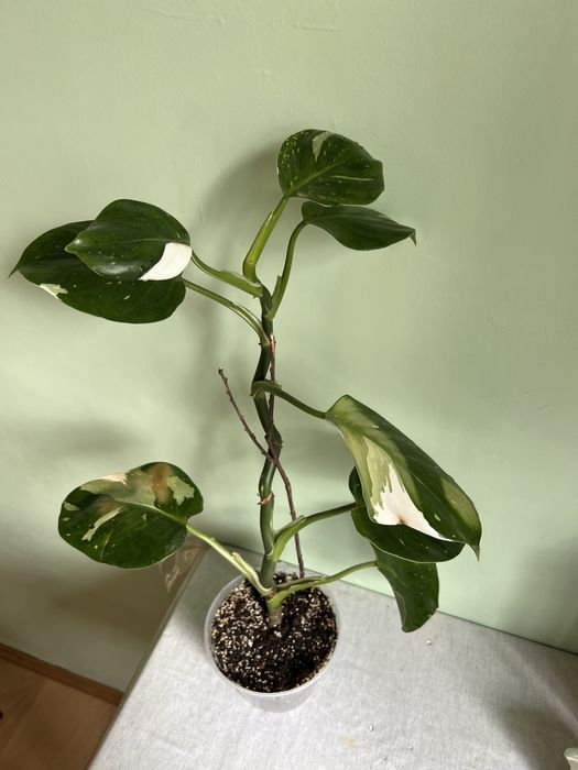 Філодендрон биркин вайт визарт вазони