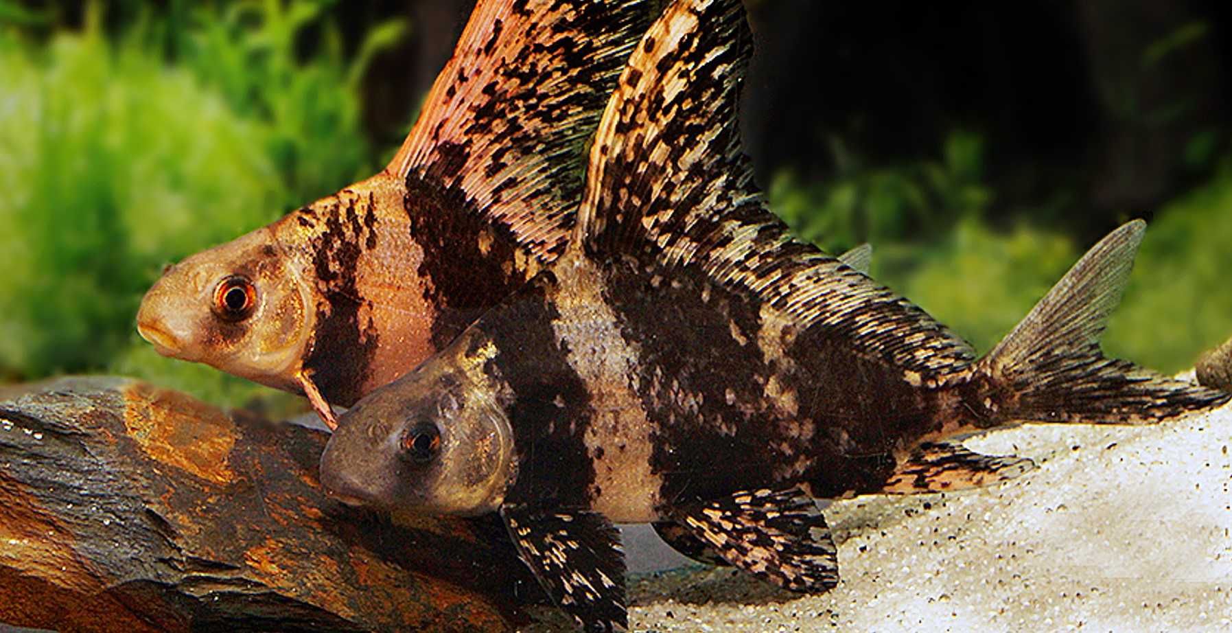 Czukuczan chiński - Myxocyprinus asiaticus - dowóz, wysyłka