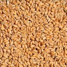 Продаю пшеницю суху