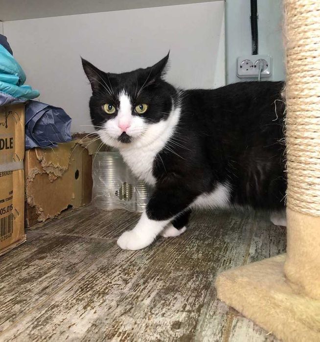 Очень красивый молодой котик с золотым характером Карат.