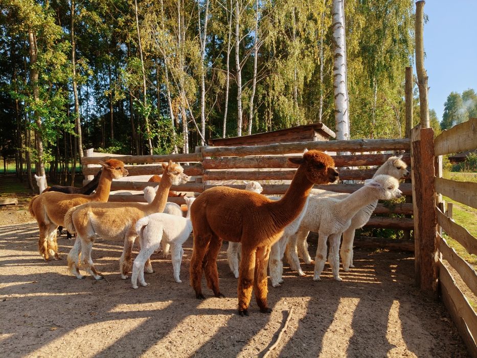 Alpaki,alpaka samczyk