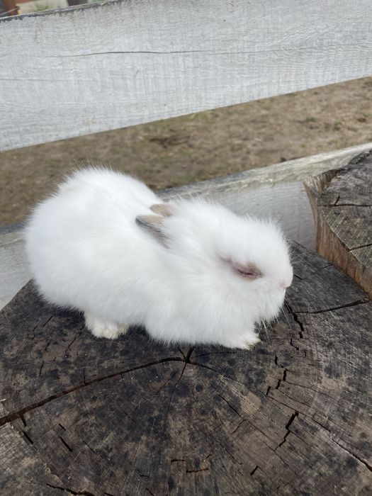 Śliczne Króliki   Miniaturki Teddy