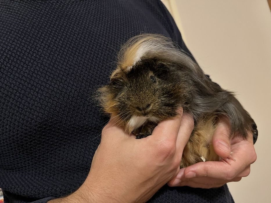 Świnka morska plus klatka