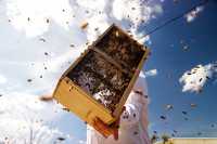 Продаю бджолопакети з вуликами і без