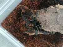 Psalmopoeus Irminia L1