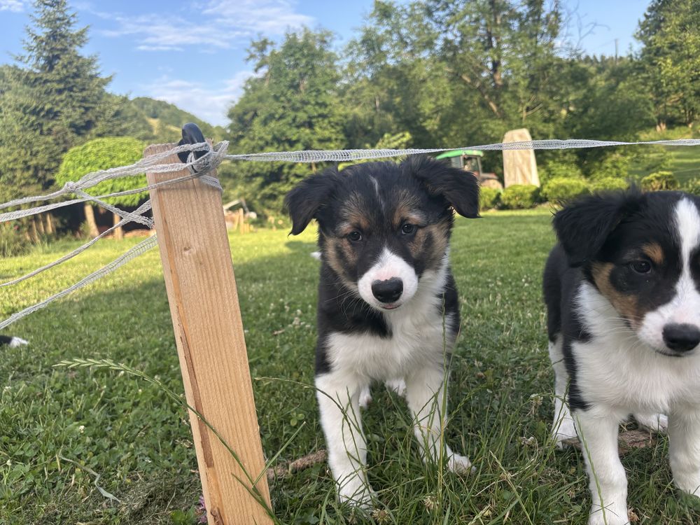 Sprzedam szczeniaka Border Collie