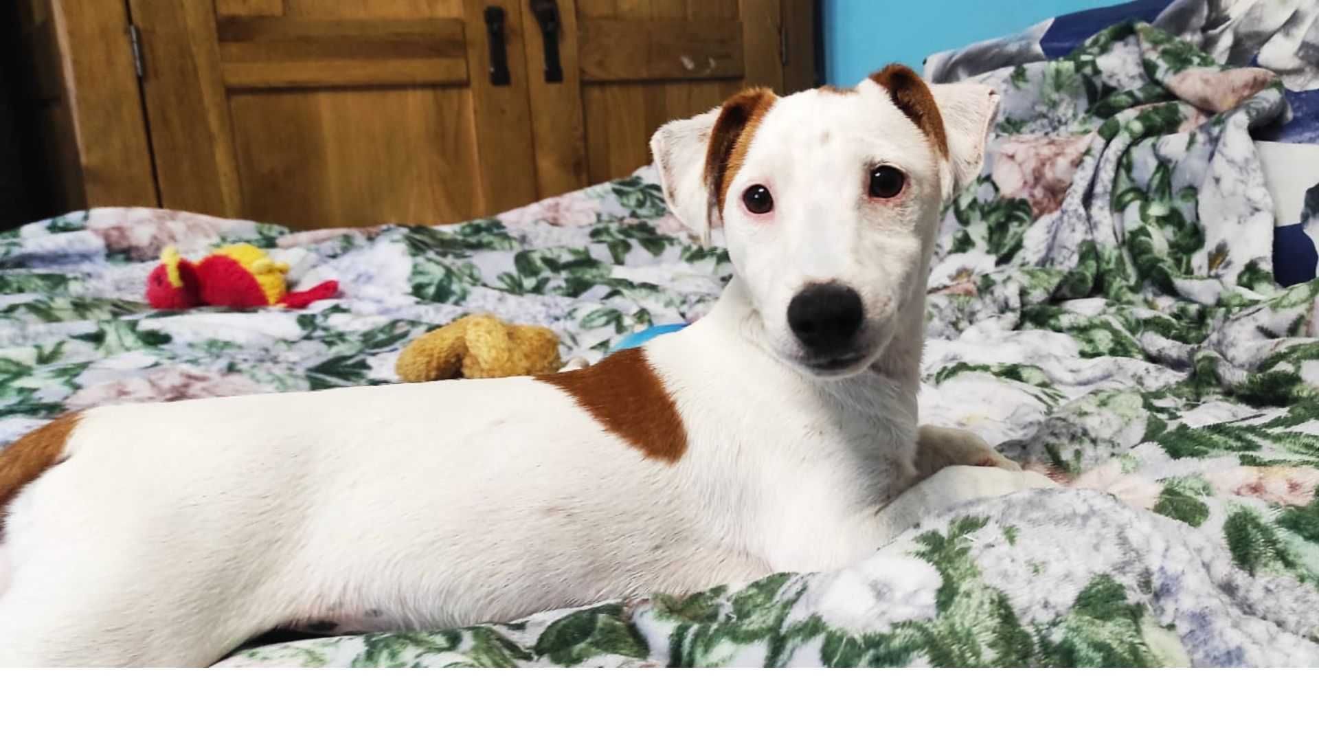 Jack Russell Terrier – WORLD KENNEL UNION