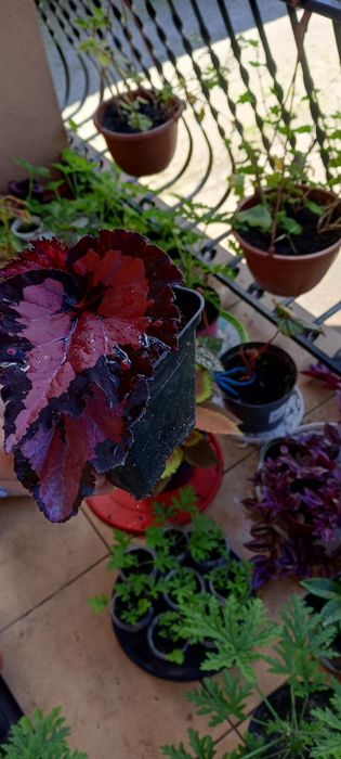 Begonia inca night