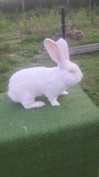 Olbrzym belgijski biały samica BOB