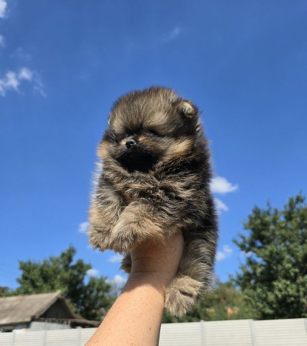 Товстолапий ведмедик