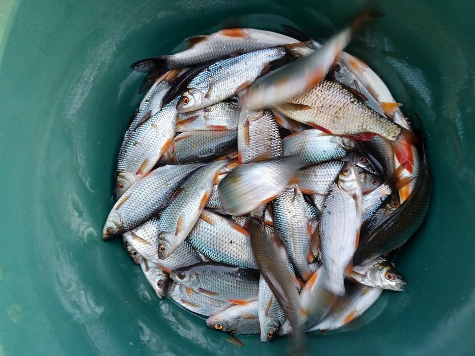 Płoć zarybieniowa . Karp , Lin , Amur , Miętus.