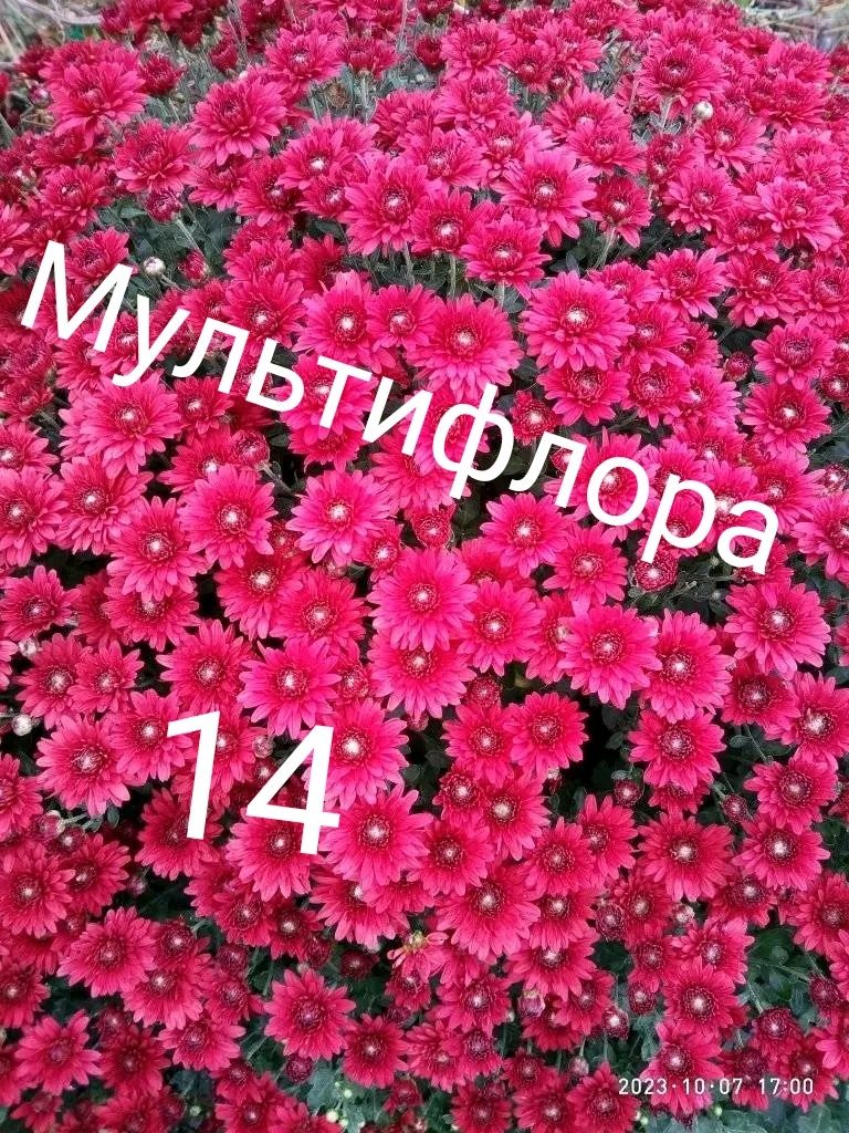 Хризантеми, хризантема, корейка, мультифлора