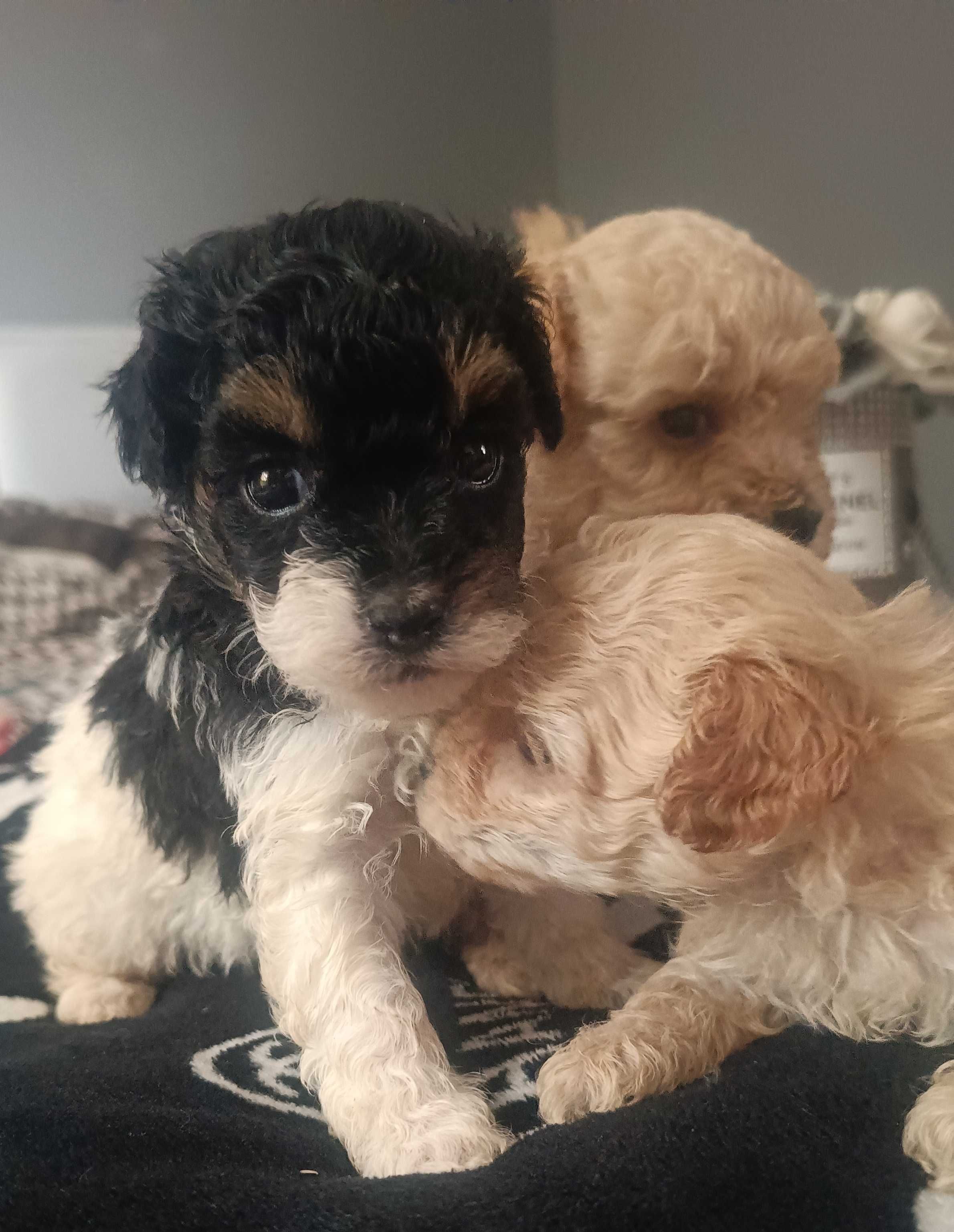 Maltipoo F1 Rezerwacja/Umowa/Rodowód