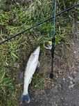 Graphiteleader Calamaretti 862