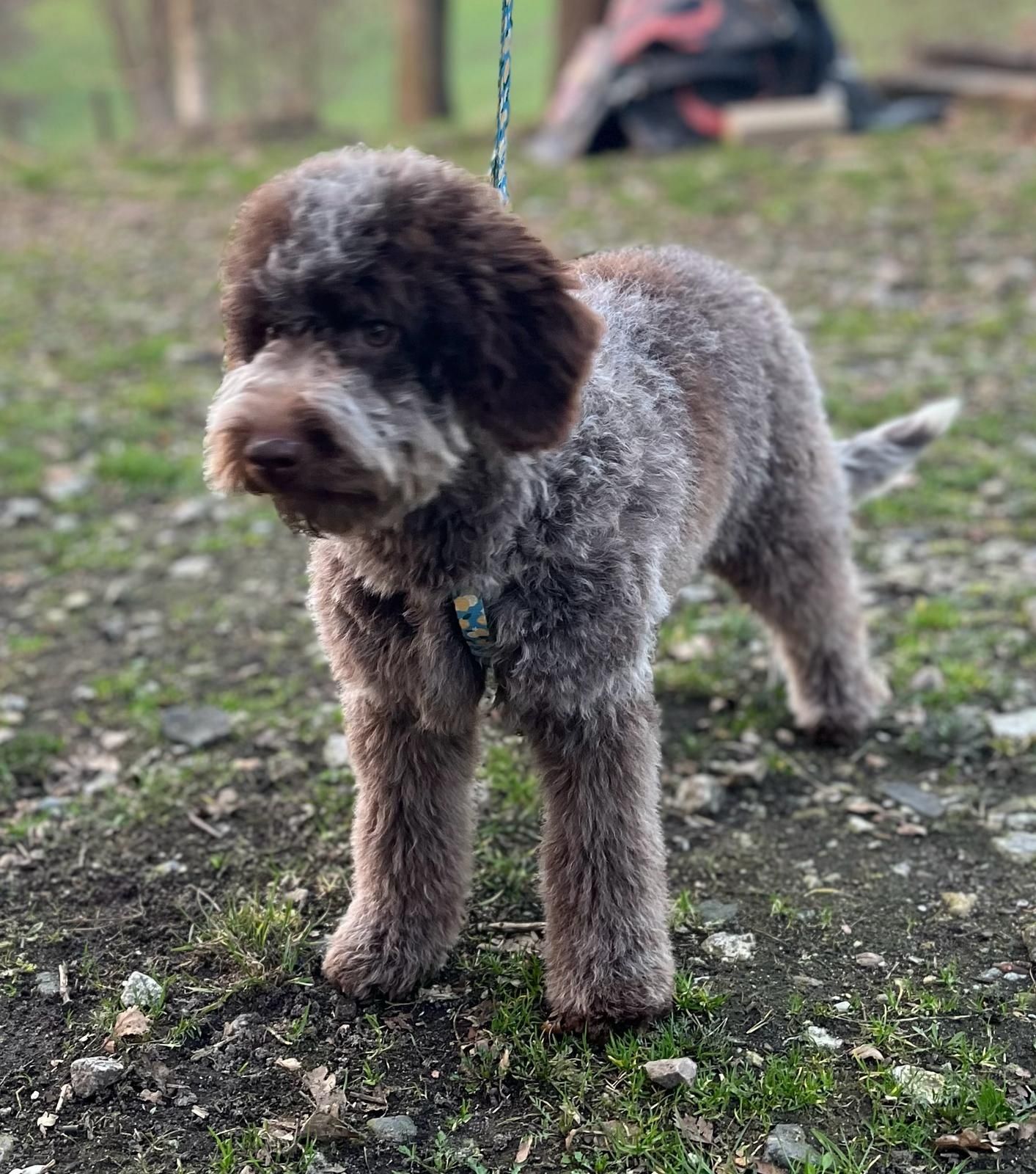 Urocza suczka Lagotto Romagnolo - brązowy deresz