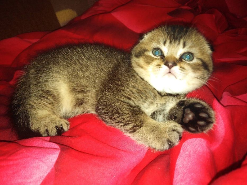 Кошенята шукають родину