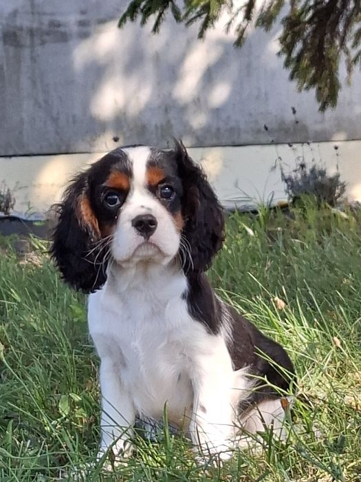 Cavalier King Charles spaniel suczka tricolor