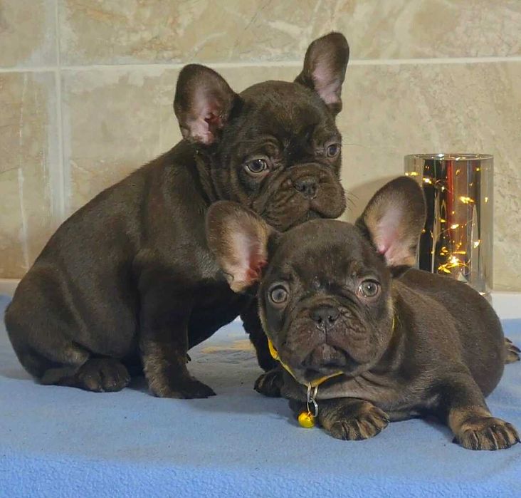 В отличном качестве от привозных родителей щенки французского бульдога