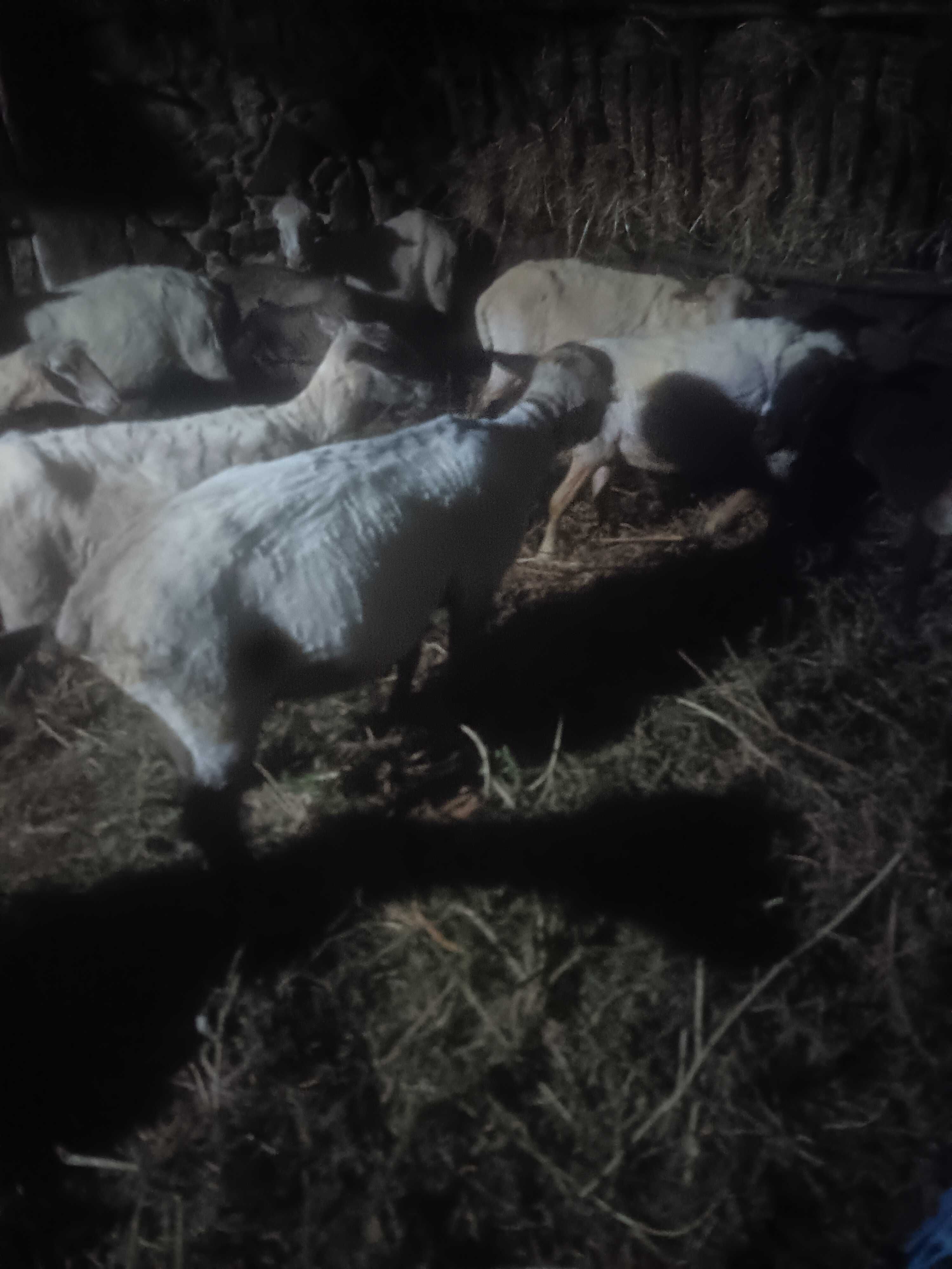 Ovelhas venda em lote