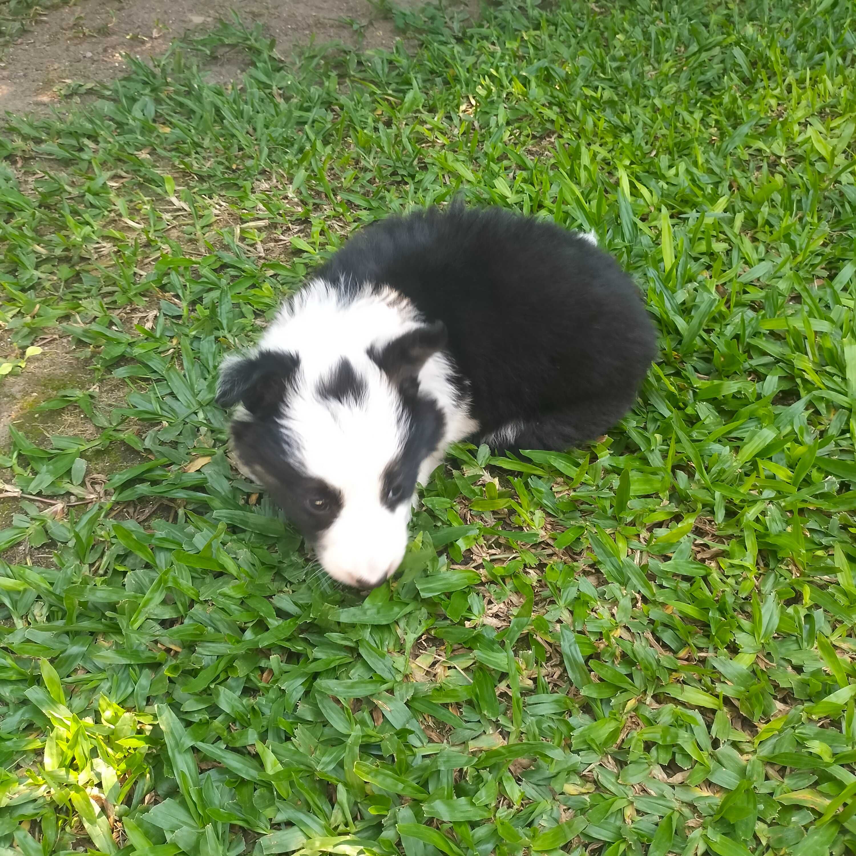 Border collie fêmea