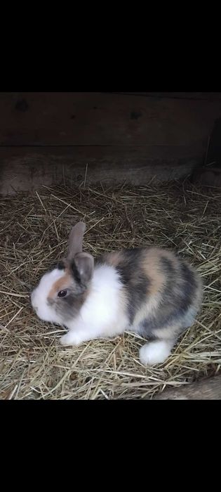 Króliki miniaturki