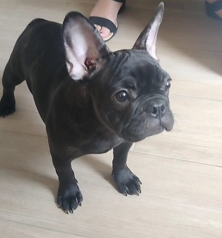 Bulldog francês   femea.
