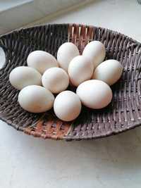 Jaja lęgowe kaczki biegus