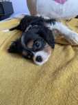 Cavalier king charles spaniel samczyk