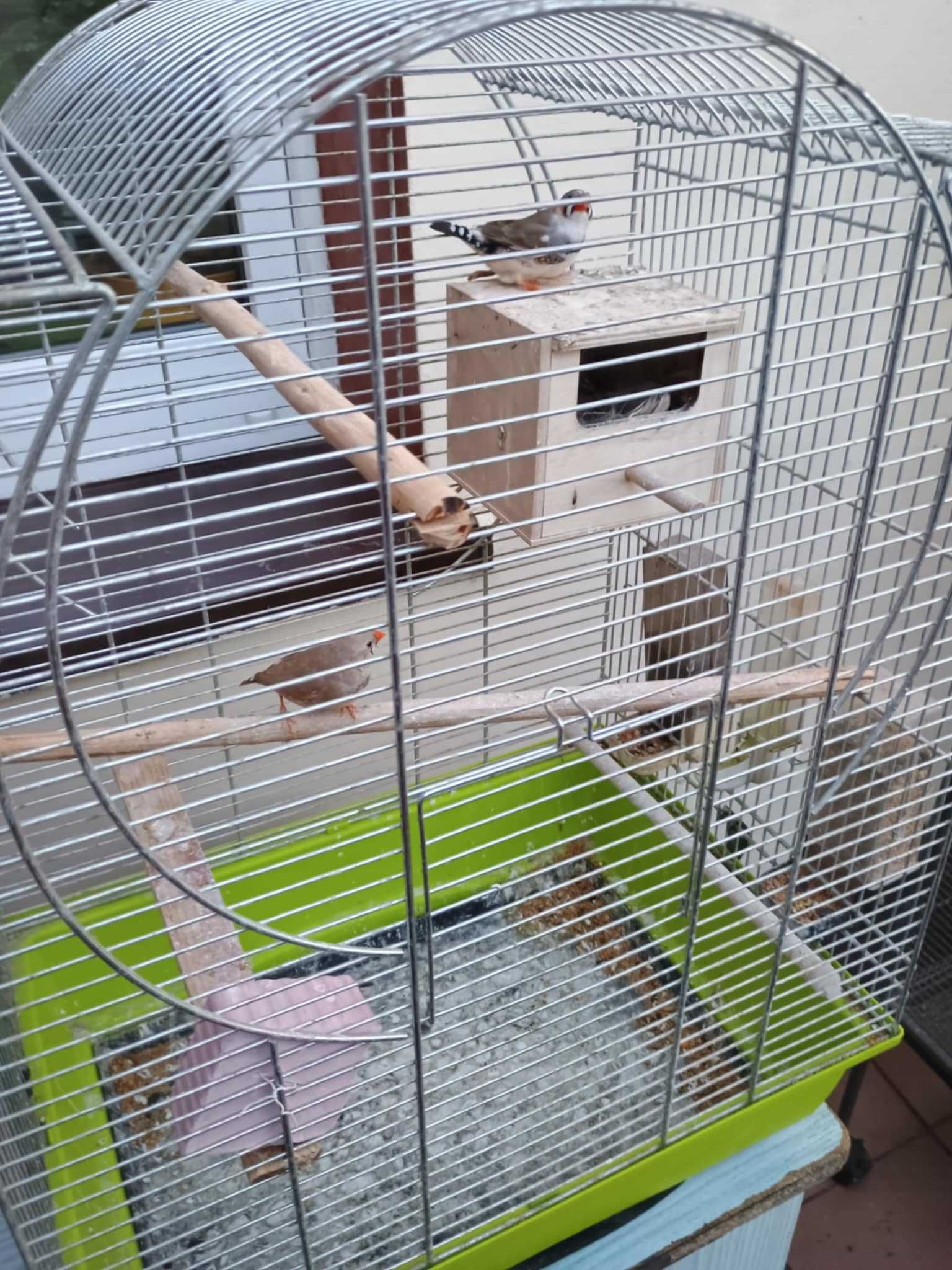 para ptakow zeberk sprzedam lub zamienie na inne papugi
