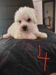 Piesek rasy maltipoo